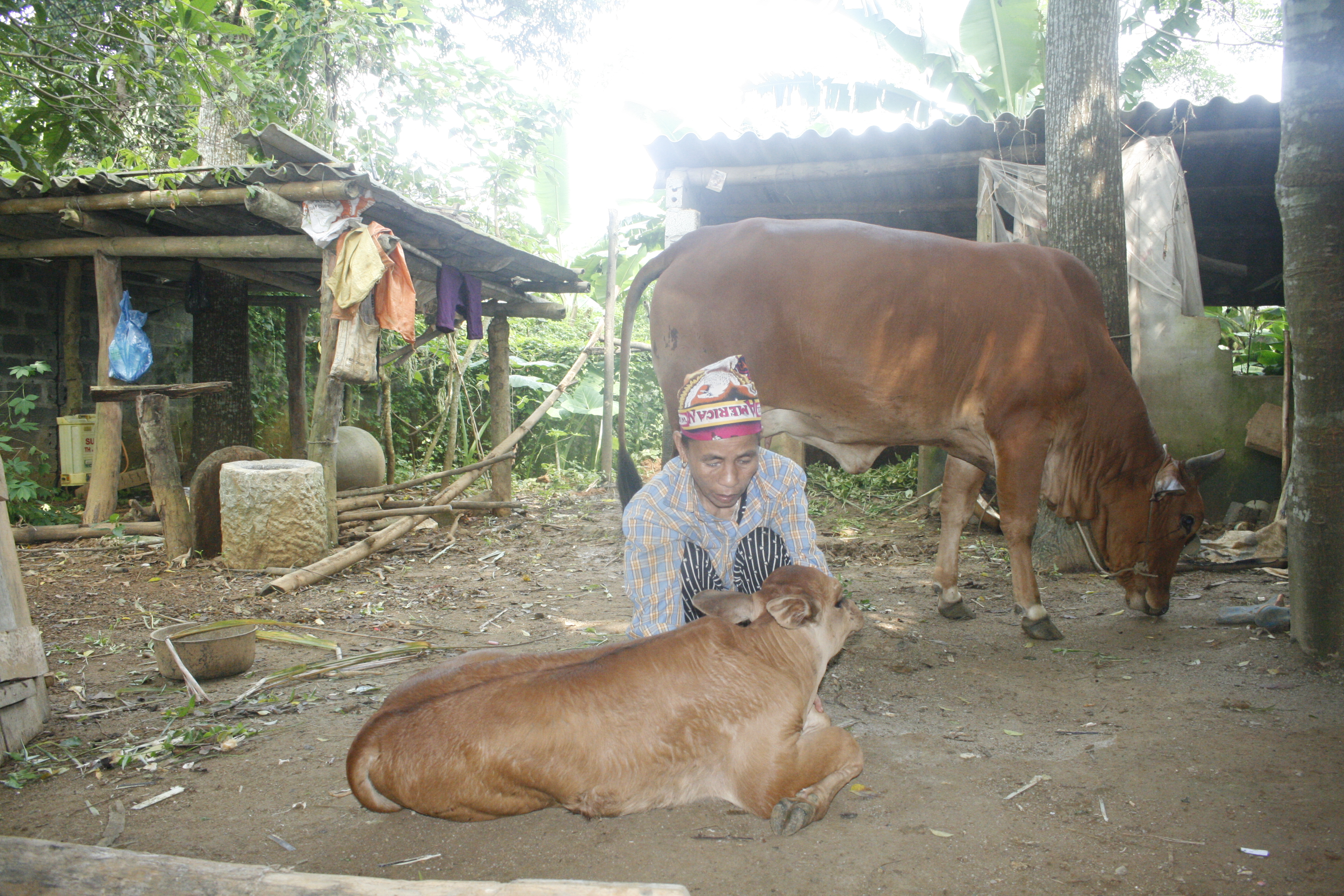 Hiệu quả từ việc hỗ trợ sản xuất theo nhóm hộ